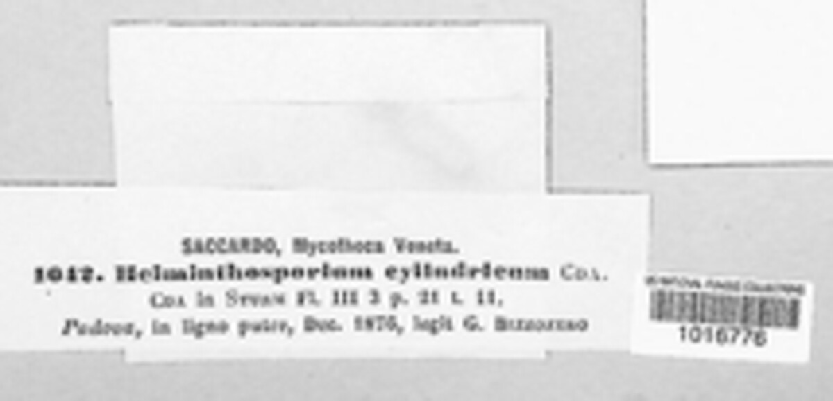 Helminthosporium cylindricum image
